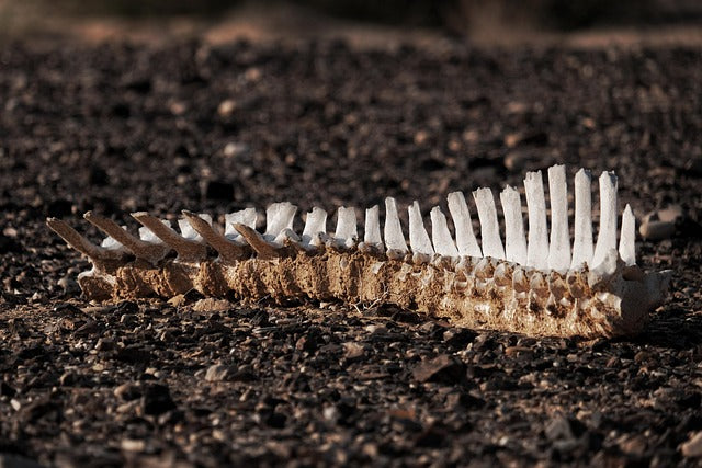 A weathered spine lying on soil.