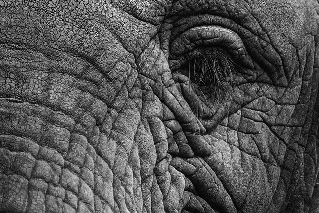 A close up view of wrinkled elephant skin.