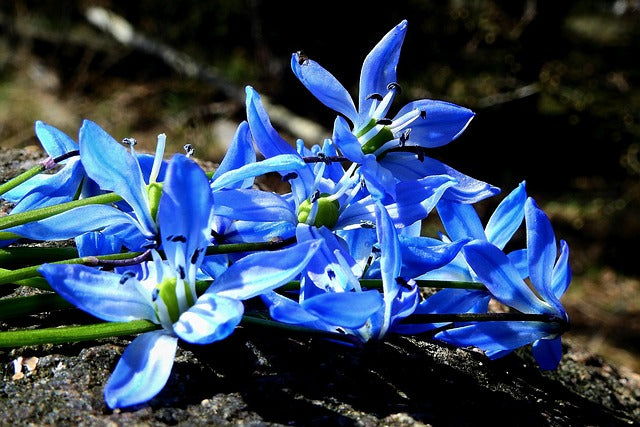 Bunch of blue flowers.