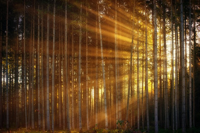 Early morning light shining through a forest.
