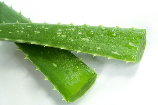 Aloe leaves broken in half showing juicy flesh.