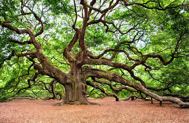 Old Oak tree with its limbs resting on the ground.